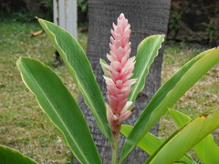 Alpinia purpurata