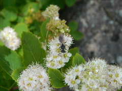 Aphilanthops frigidus