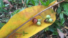 Syzygium polyanthum
