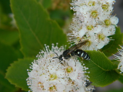 Aphilanthops frigidus