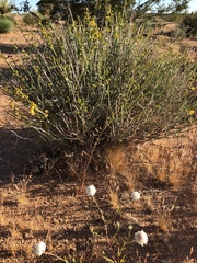 Chaenactis stevioides