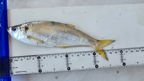 Yellowfin herring (Pliosteostoma lutipinnis) — Pristigasteridae — 5