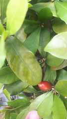 Synsepalum dulcificum
