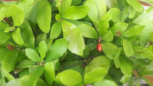 Ein weiteres Foto von Miracle berry