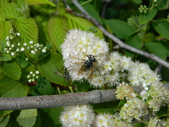 Temnostoma excentrica