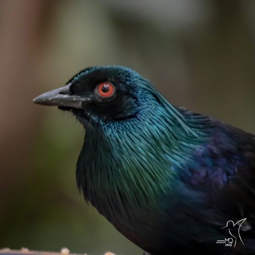 Phonygammus keraudrenii observed 2025-03-23