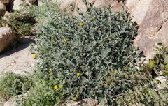 Mentzelia puberula
