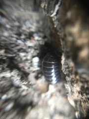 Armadillidium vulgare