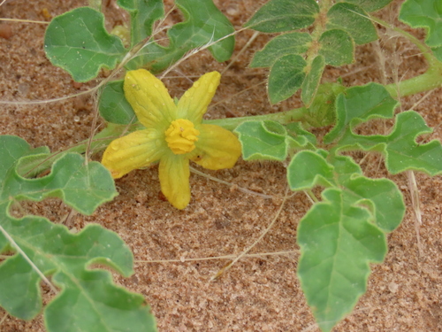 Image of Citrullus rehmii by no rights reserved