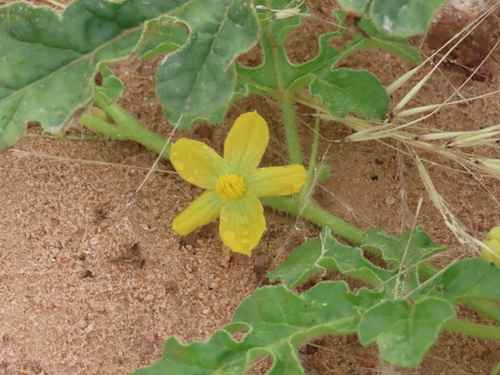 Image of Citrullus rehmii by no rights reserved