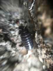 Armadillidium vulgare