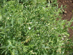 Vicia lens