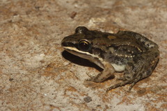 Leptodactylus fragilis