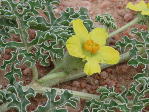 Image of Citrullus ecirrhosus by no rights reserved
