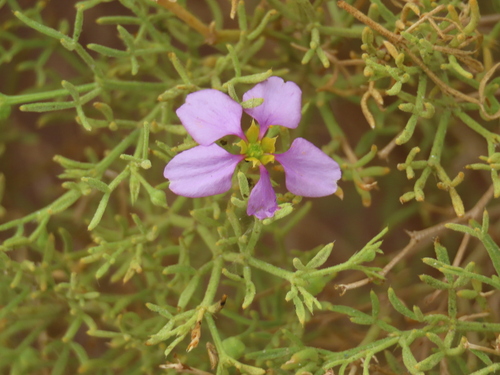 Image of Fagonia sinaica by no rights reserved