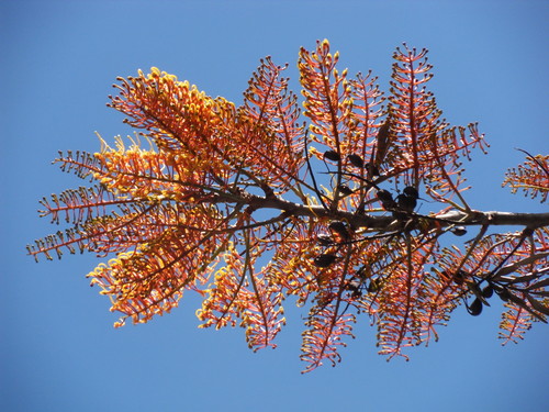 silk oak