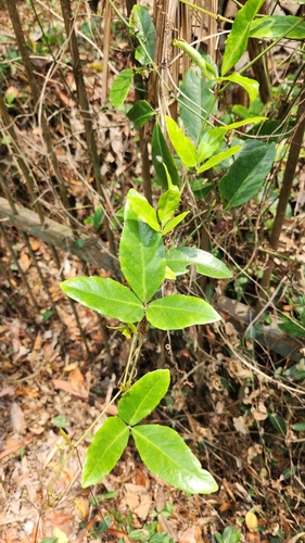 Image of Tetrastigma formosanum by (c) Meng-Chi Hung, some rights reserved (CC BY)