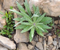 Saussurea nuda