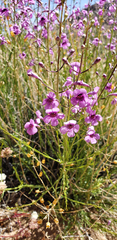 Penstemon thurberi