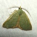 Bicolored Chloraspilates Moth - Photo (c) Victor W Fazio III, some rights reserved (CC BY-NC-ND), uploaded by Victor W Fazio III