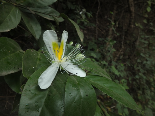 Capparis brevispina, photograph 6