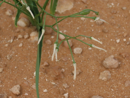 Image of Eremiolirion amboense by no rights reserved