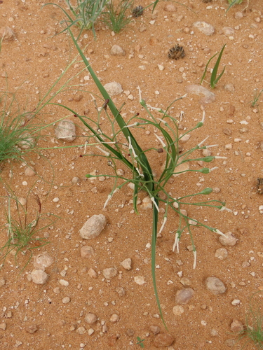 Image of Eremiolirion amboense by no rights reserved