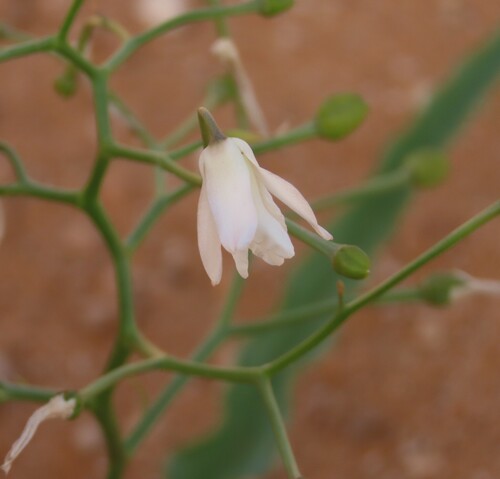 Image of Eremiolirion amboense by no rights reserved
