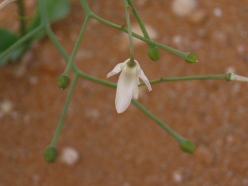 Image of Eremiolirion amboense by no rights reserved