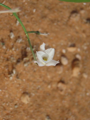 Image of Eremiolirion amboense by no rights reserved