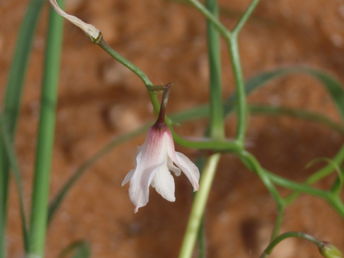 Image of Eremiolirion amboense by no rights reserved