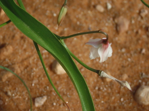 Image of Eremiolirion amboense by no rights reserved