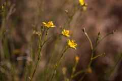 Menodora scabra glabrescens