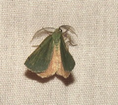 Numia bicoloraria
