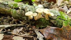 Lentinellus subaustralis