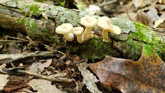 Lentinellus subaustralis