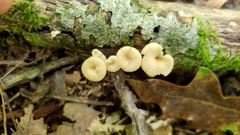 Lentinellus subaustralis