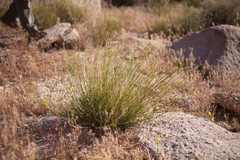 Menodora scabra glabrescens