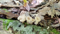 Lentinellus subaustralis