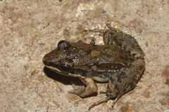 Leptodactylus fragilis
