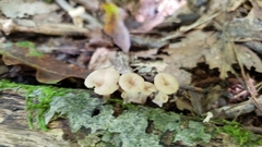 Lentinellus subaustralis