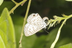 Leptotes cassius cassidula