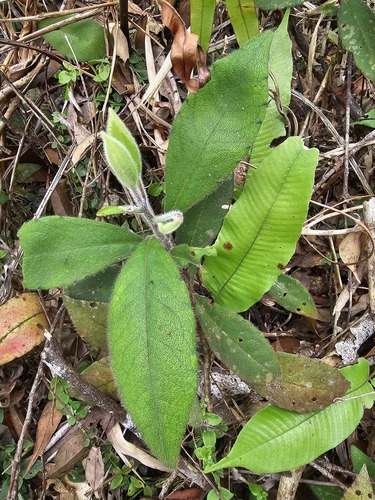 Ardisia villosa observed 2025-04-05