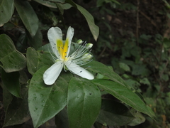 Capparis brevispina