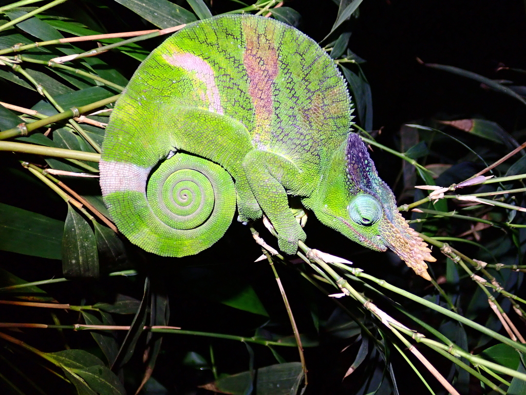 Matschie's Two-Horned Chamaeleon