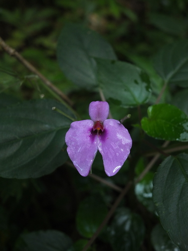 Impatiens cordata