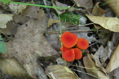 Pseudohygrocybe