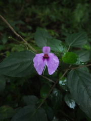 Impatiens cordata