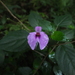 Impatiens cordata - Photo (c) Siddarth Machado, some rights reserved (CC BY), uploaded by Siddarth Machado