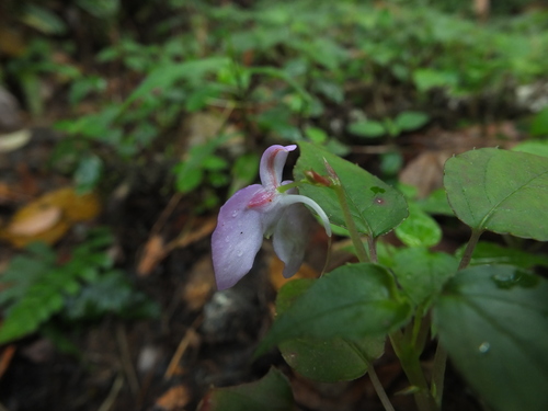 Image of Impatiens cordata by (c) Siddarth Machado, some rights reserved (CC BY)